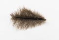 Large ostrich wing feather plume against white background Royalty Free Stock Photo