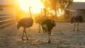 Large ostriches lit at an ostrich farm