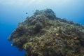 Coral outcrop deep in the ocean