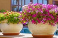 A large outdoor flower pots bursts with a profusion of colorful garden petunia flowers, creating a vibrant display Royalty Free Stock Photo