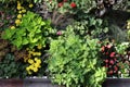 a large outdoor flowerbed consisting of different plants - coleus, begonias, marigolds, geraniums and ornamental grass Royalty Free Stock Photo