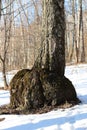 Large outgrowth in the base of the tree trunk Royalty Free Stock Photo