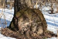 Large outgrowth in the base of the tree trunk Royalty Free Stock Photo