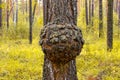 Large outgrowth on a tree trunk. Birch suvel. Tree diseases Royalty Free Stock Photo