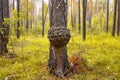 Large outgrowth on a tree trunk. Birch suvel. Tree diseases Royalty Free Stock Photo