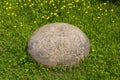 A large oval stone on a background of green grass and yellow dandelions