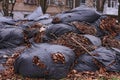 Large overflowing black trash bags full of raked up dry tree leaves in local area. Parks, courtyards buildings cleaning Royalty Free Stock Photo