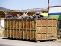 Large overflowing garbage container filled with worn-out tires Royalty Free Stock Photo