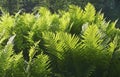 Large overgrown ferns