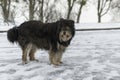 Large overgrown stray dog in the snow. Frozen, homeless dog lies on the snow. Animals
