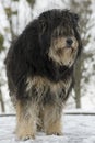 Large overgrown stray dog in the snow. Frozen, homeless dog lies on the snow. Animals. vertical photo