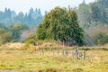 large overgrown wild appletree in golden field Royalty Free Stock Photo