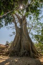 Large oversized 500 year old ancient Banyan tree with a blue sky and sun glare in Rumah Desa, Bali, Indonesia