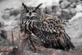 A large owl-eagle owl sits and looks up, surprised and displeased, a large motley contrast bird