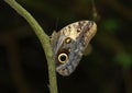 Owl Eye Butterfly in the Rainforest Royalty Free Stock Photo
