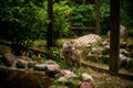 A large owl-like bird looks up. Feathered inhabitants of the Park Royalty Free Stock Photo