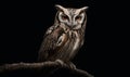 A large owl is perched on a branch, staring at the camera Royalty Free Stock Photo