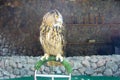 A large owl sits on a dark background. Beauty portrait. Wild bird. Royalty Free Stock Photo