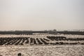 Large oyster beds during low tide and sloop in Ban Bai Bua, Thailand Royalty Free Stock Photo