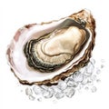 Large oyster shell with a small pearl inside Royalty Free Stock Photo