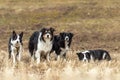 A beautiful pack of obedient dogs - Border Collies in several ages from the young dog to the senior