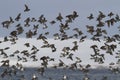 Large pack of ROCK SANDPIPER flying against a background of snow Royalty Free Stock Photo