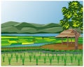 Large paddy field Royalty Free Stock Photo