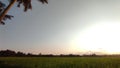 Large paddy field in the summer time Royalty Free Stock Photo