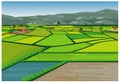 Large paddy field