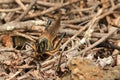 LArge Painted Locust