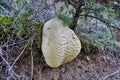 Large Fungi Growing Amongst Sparse Vegetation