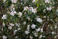 Large Pale pink Daphne bholua