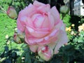 Beautiful large pale pink rose flower in the park.