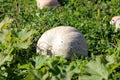 Large pale pumpkins ready for picking growing in local home garden surrounded with leaves and small grass