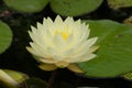 Large pale water lily in pond