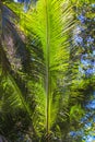 Large palm leaf on background blue sky Royalty Free Stock Photo