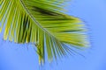 Large palm leaf on background blue sky Royalty Free Stock Photo