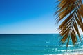 Palm leaf on the horizon of a bright sunny blue sky and the azure sea