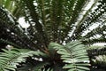 Large palm leaves Raffia palms and Metroxylon in a greenhouse in the Botanical Garden of Moscow University `Pharmacy Garden` or `A