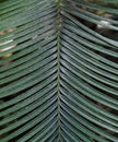 Large palm leaves Raffia palms and Metroxylon in a greenhouse in the Botanical Garden of Moscow University `Pharmacy Garden` or `A