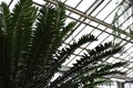 Large palm leaves Raffia palms and Metroxylon in a greenhouse in the Botanical Garden of Moscow University `Pharmacy Garden` or `A