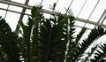 Large palm leaves Raffia palms and Metroxylon in a greenhouse in the Botanical Garden of Moscow University `Pharmacy Garden` or `A