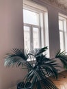 Large palm plant in a vintage pot against the background of a window and a wall