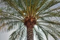Large palm tree in the back light, photographed on the beach of Aqaba, Jordan Royalty Free Stock Photo