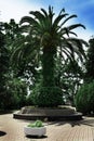 A large palm tree in the city landscape on a sunny day. Sochi. Summer background