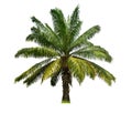 Large Palm tree isolated on white