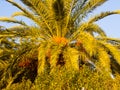 Large Palm Tree