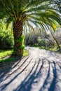 Large palm tree on the side of a street, Santa Cruz, California