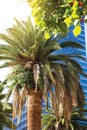 A large palm tree in sunlight against a background of a skyscraper in Los Angeles. Vertical photography