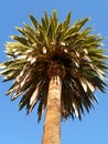 Large palm tree viewed from below